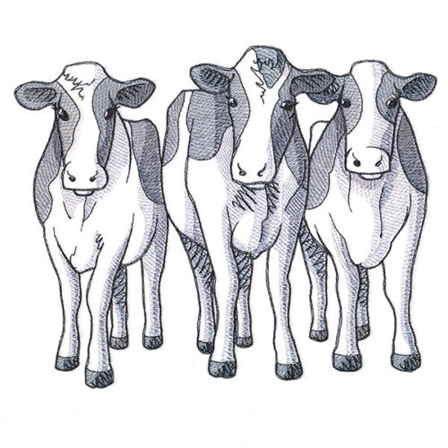 Trio Of Cows