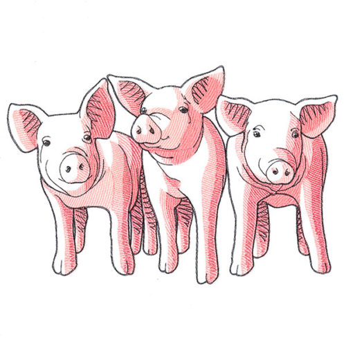 Trio Of Pigs