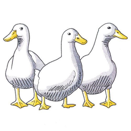 Trio Of Ducks