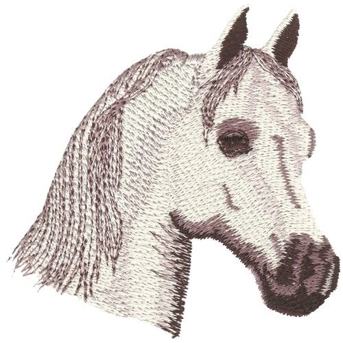 Arab Horse Head